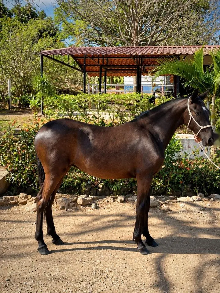 AB Loba Negra, potra iberoamericana, de perfil en el potrero