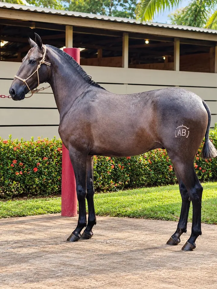AB Patrón, potro iberoamericano, de perfil frente a las caballerizas
